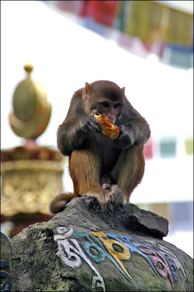 원숭이 사원 원숭이 사원